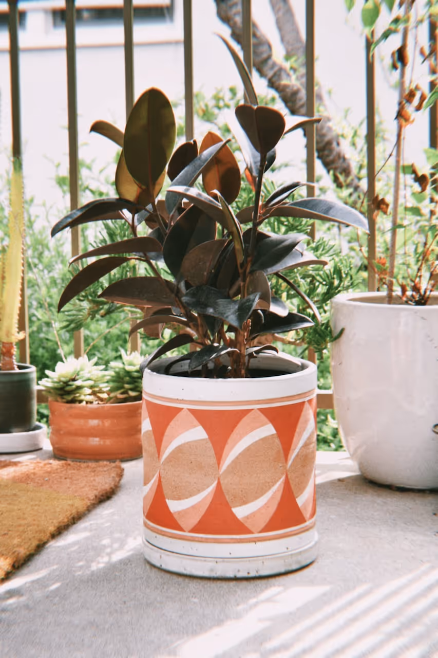 Large red and white planter, planted with a rubber tree inside, sitting on porch steps.