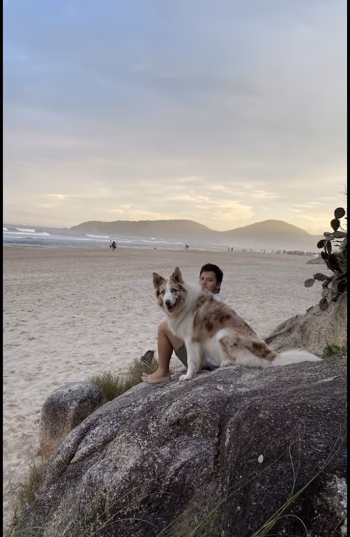 cachorro adestrado curitiba