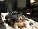 cachorro adestrado curitiba