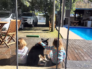 cachorro adestrado curitiba