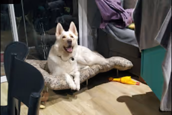 cachorro adestrado curitiba