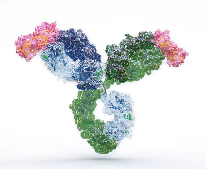 Monoclonal antibody molecular structure