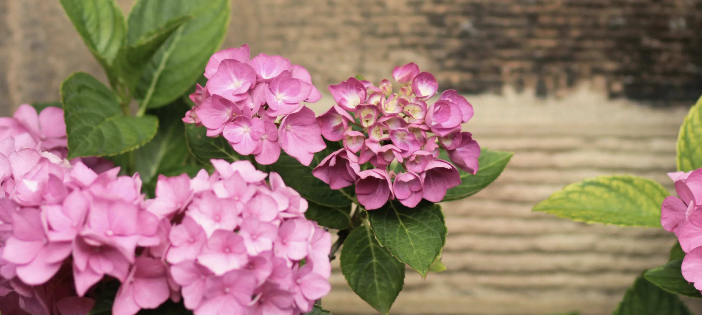Hortensia snoeien