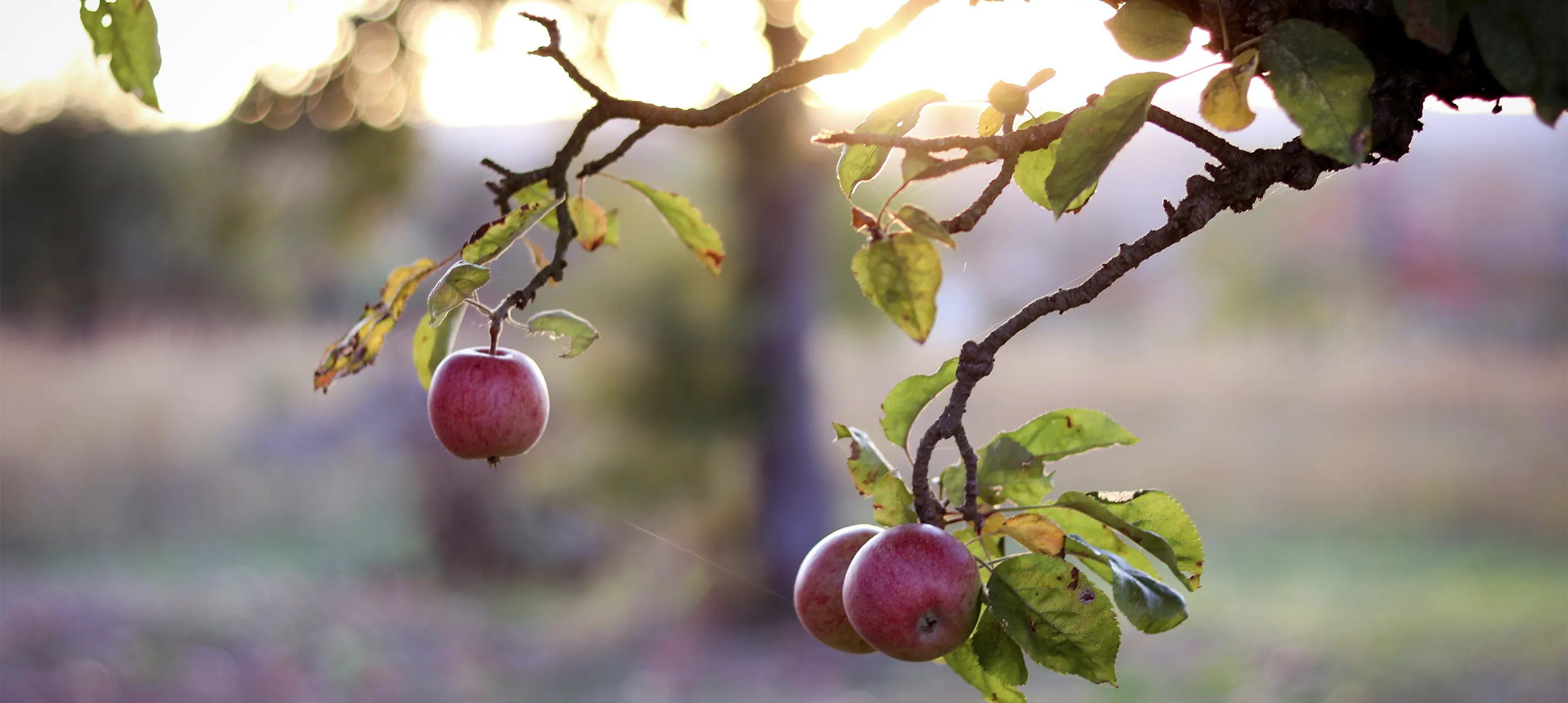 Appelboom snoeien