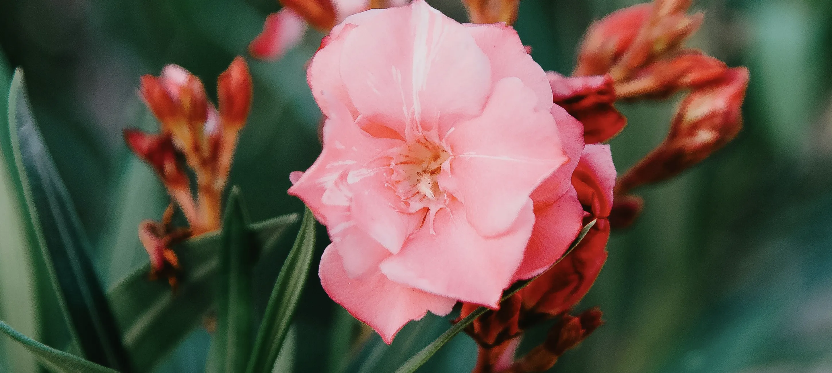 Oleander snoeien