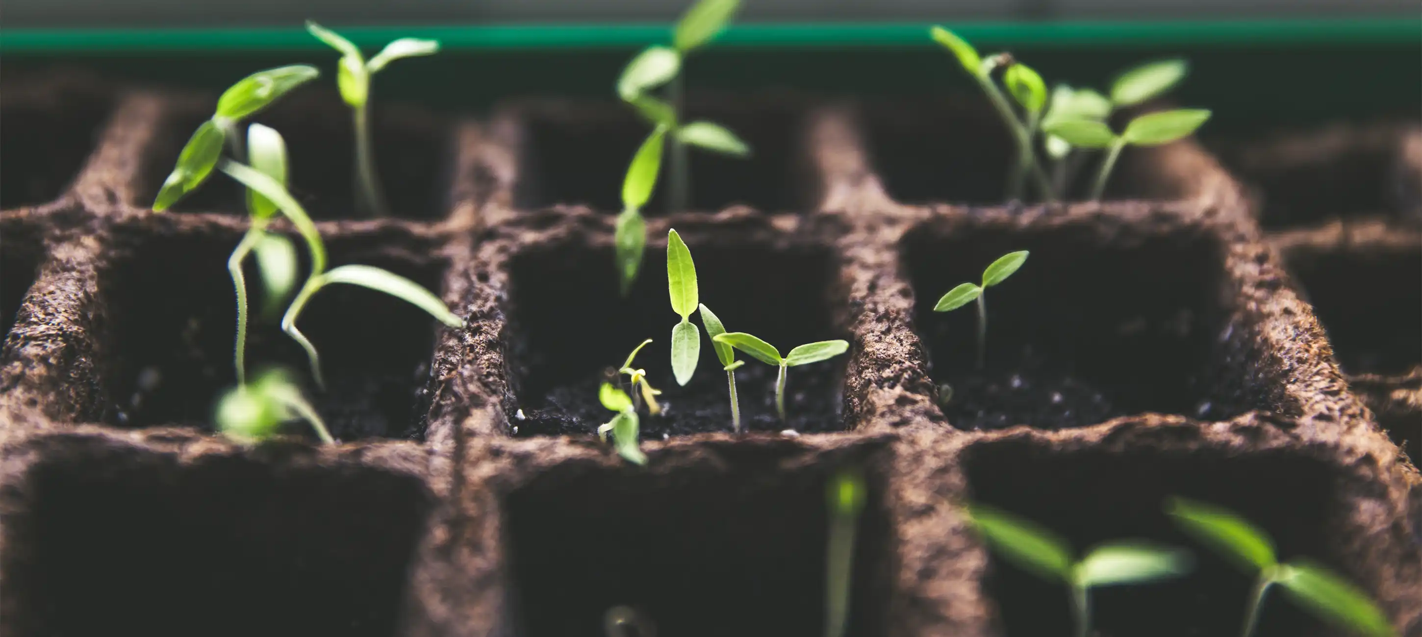 Een duurzame tuin: verbouw je eigen groenten in een moestuin