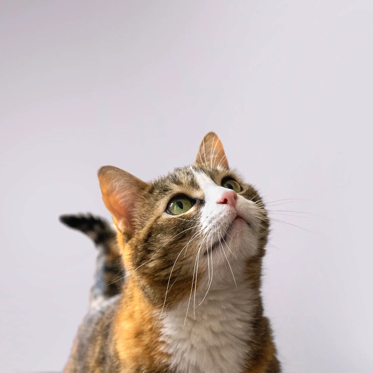 a cat's portrait on white background