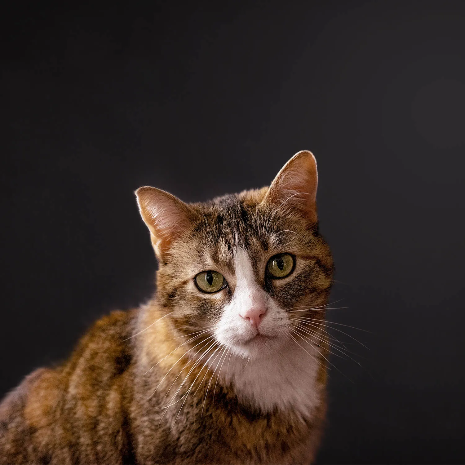 a cat's portrait on dark background