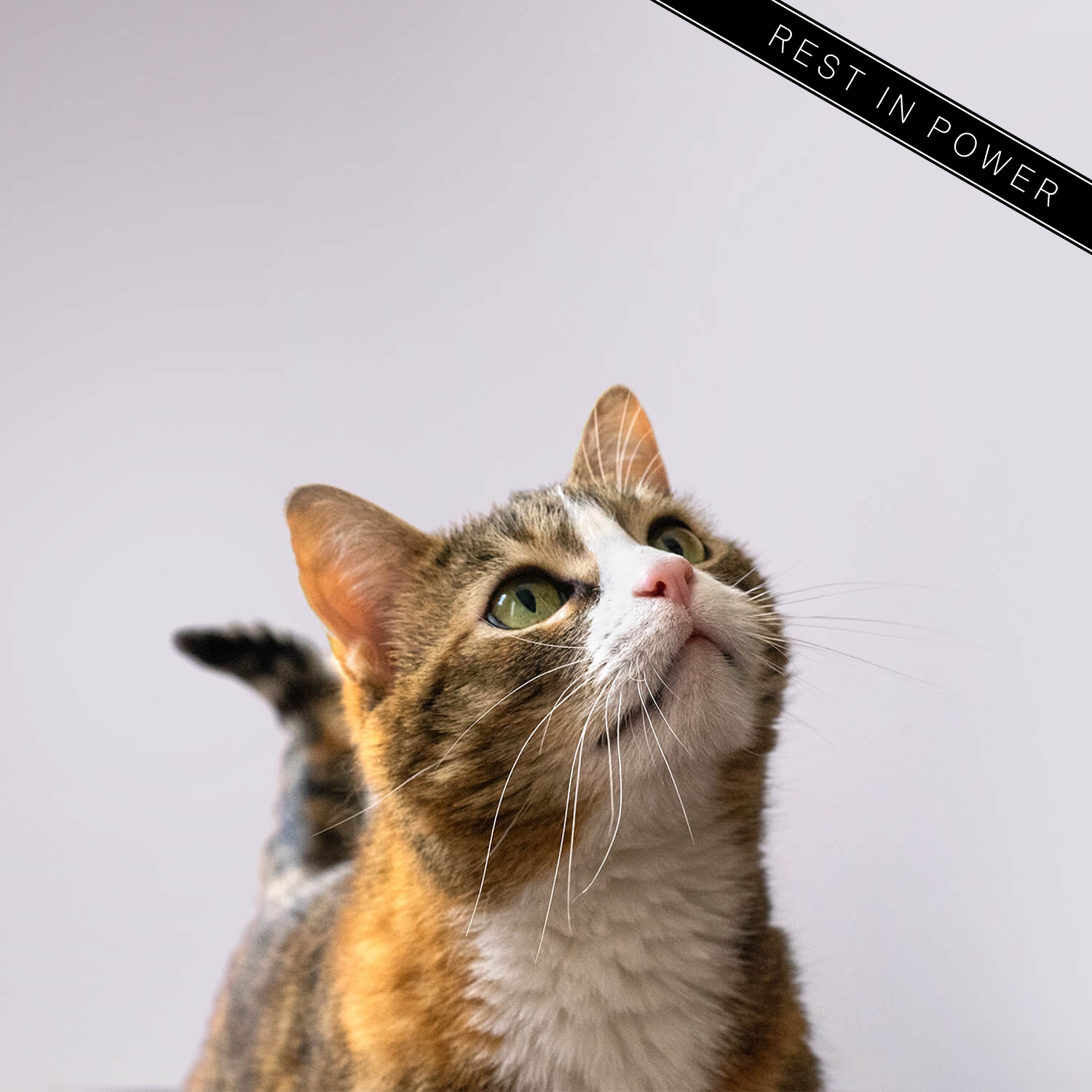 a cat's portrait on white background