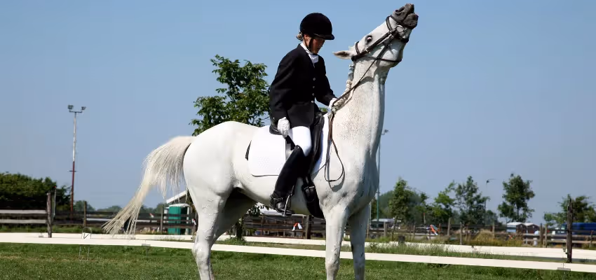Ein Pferd zeigt Widersetzlichkeiten beim reiten.