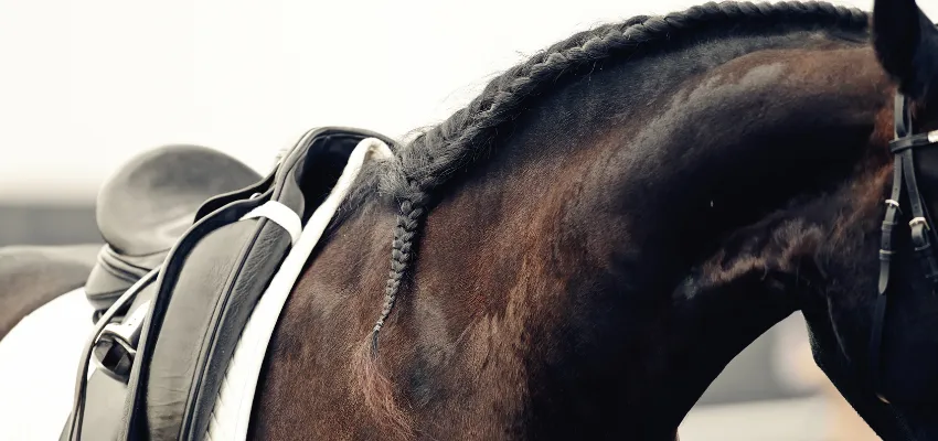 Ein Hals eines Friesen im Portrait.