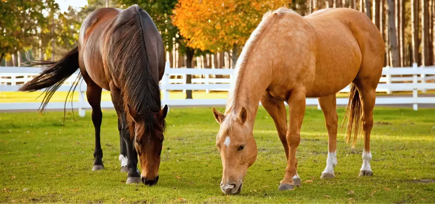 Two horses grazing.