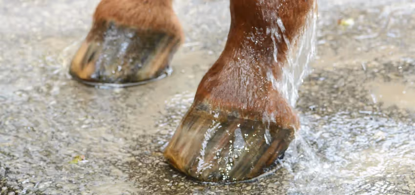Cold-hosing a horse's legs to relieve pain from laminitis.