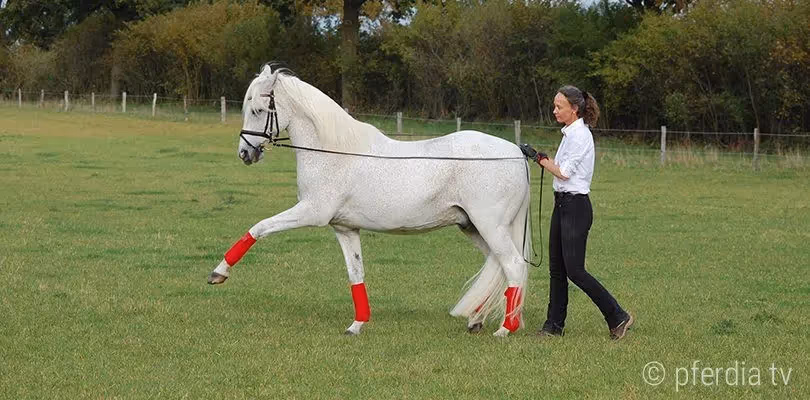 A horse trainer is working a grey horse on long reins