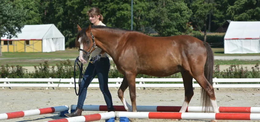 Reiten lernen beginnt mit Bodenarbeit
