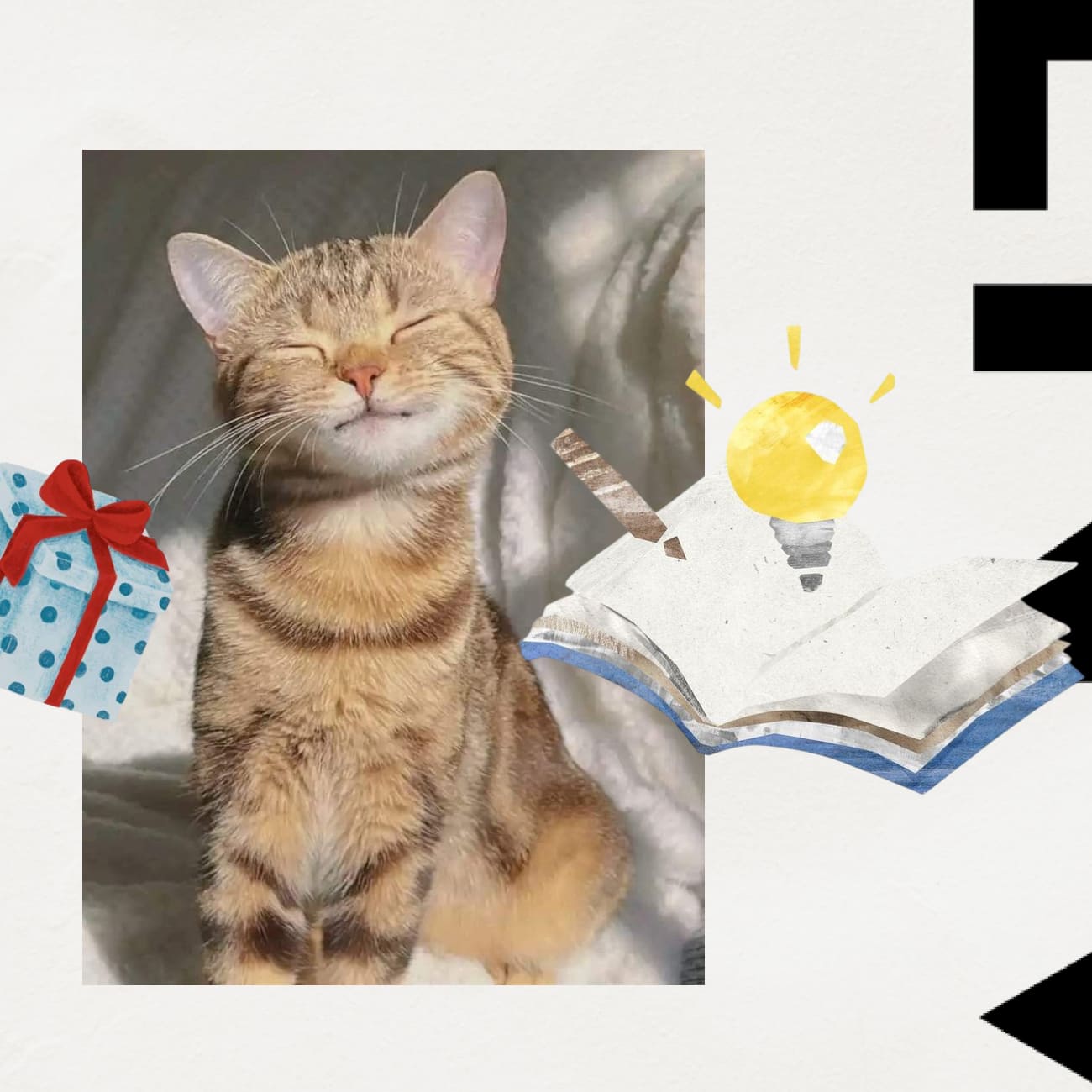 Pet-товари як подарунок: стратегічний гайд для «котобатьків»