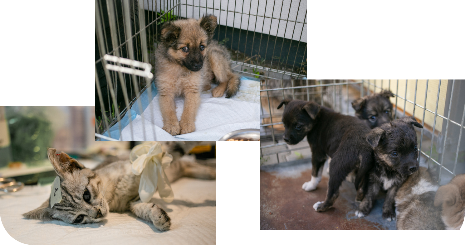 ua animals