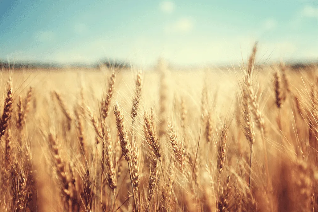 How to monitor the grains market with Kpler data