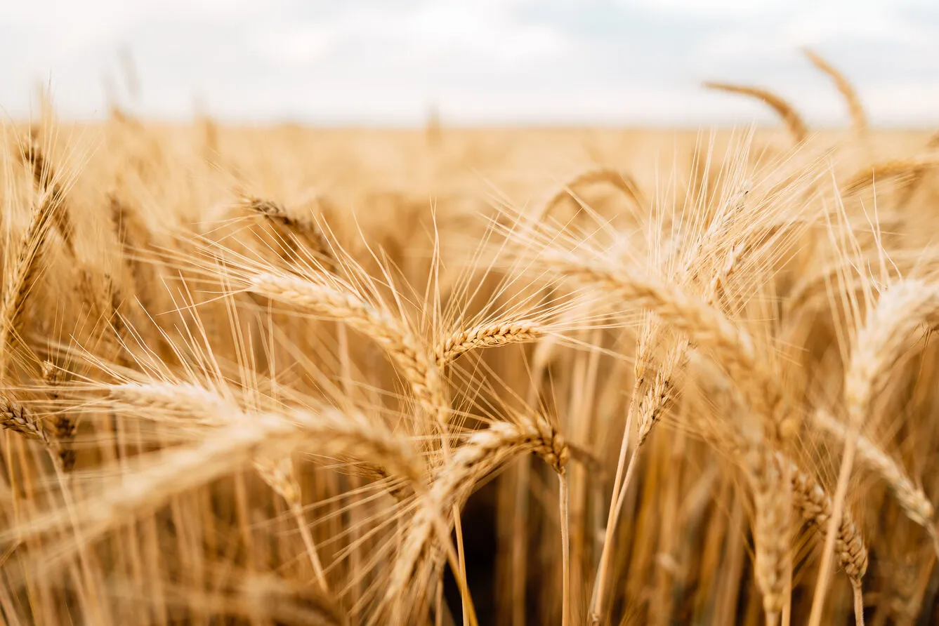 Grains & oilseeds news: Rainfall at harvest leads to wheat quality fears from France to Siberia