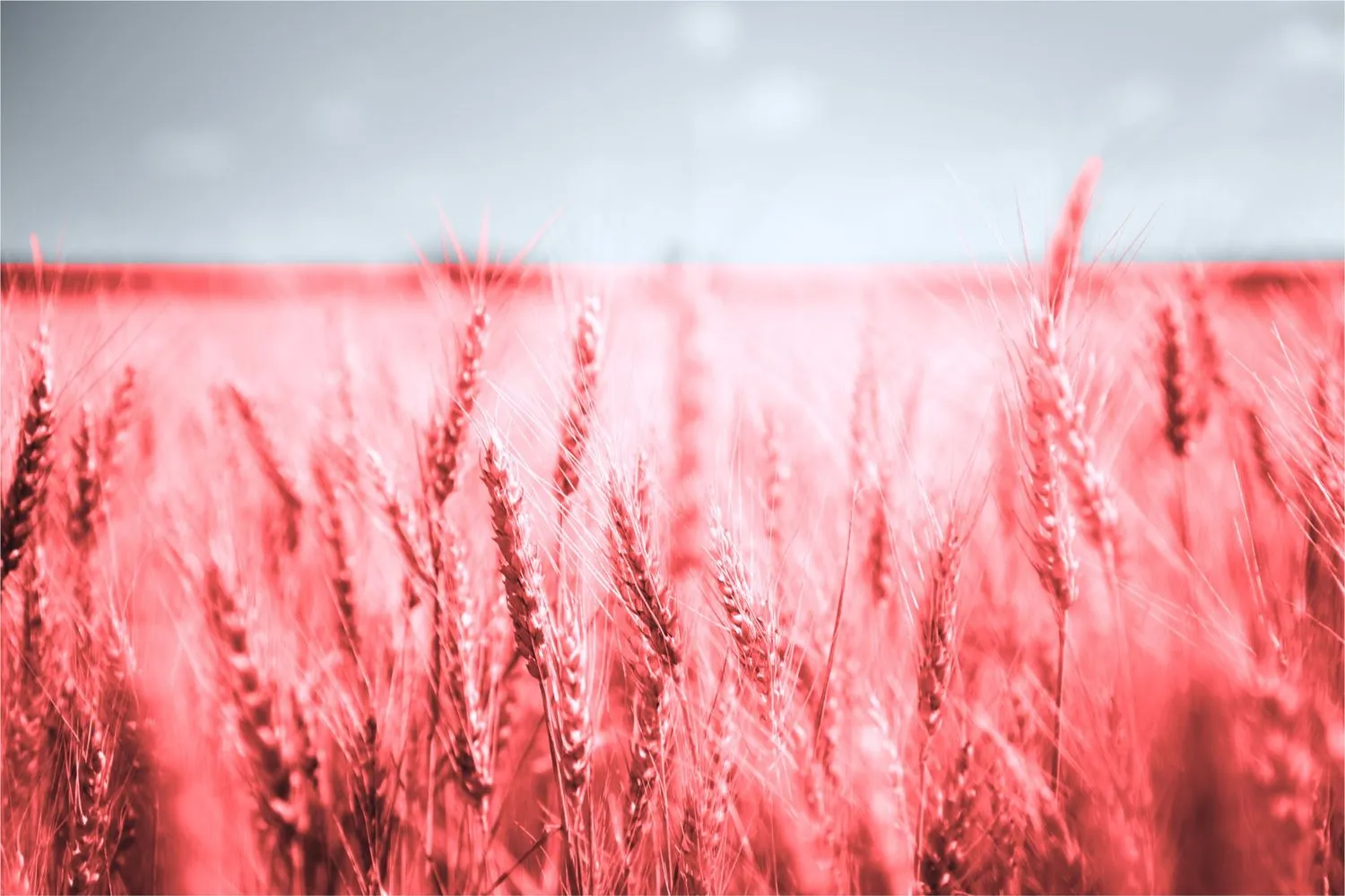 South America weather risk puts global corn and soybean supply on edge