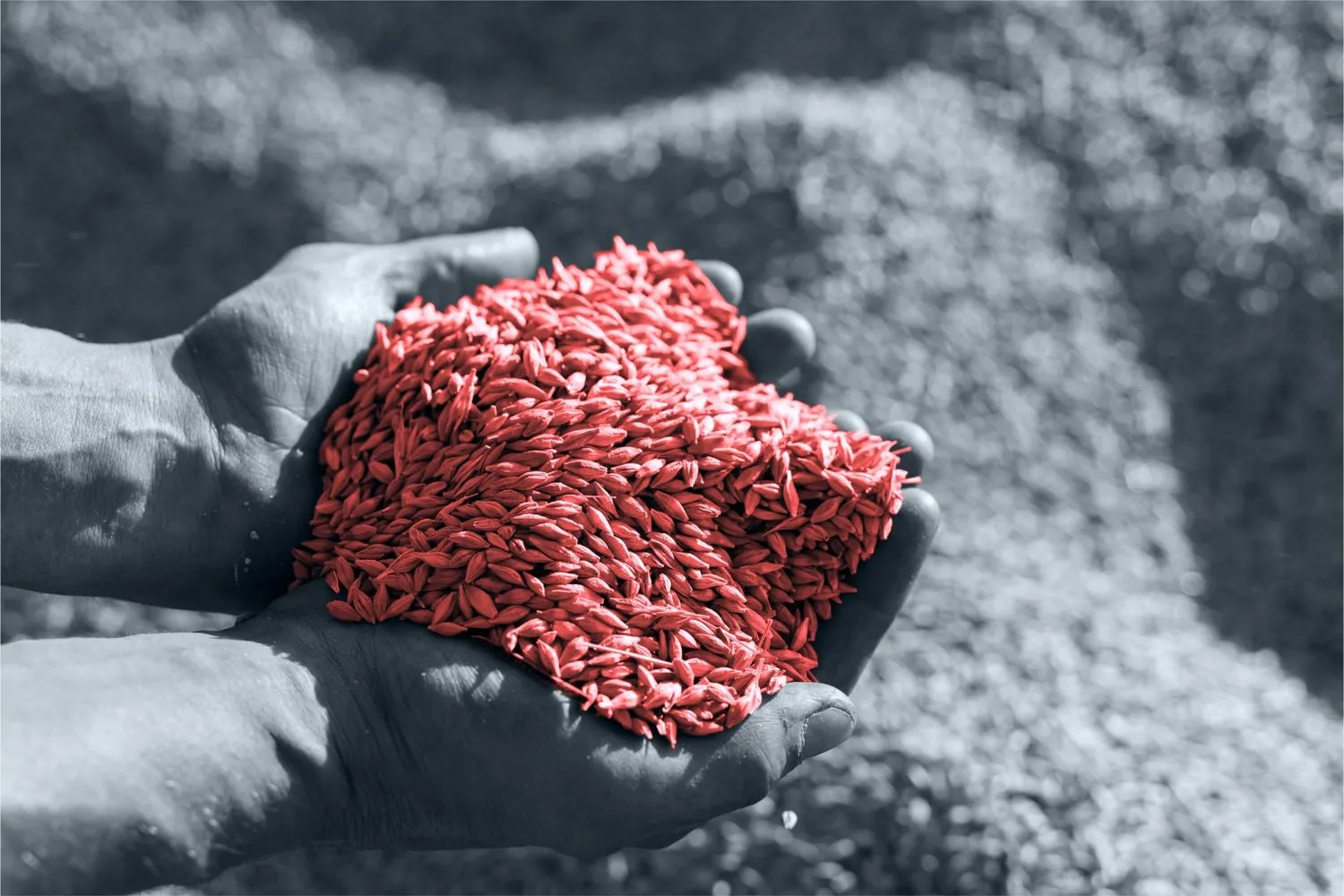 Geopolitics fuel grain market volatility