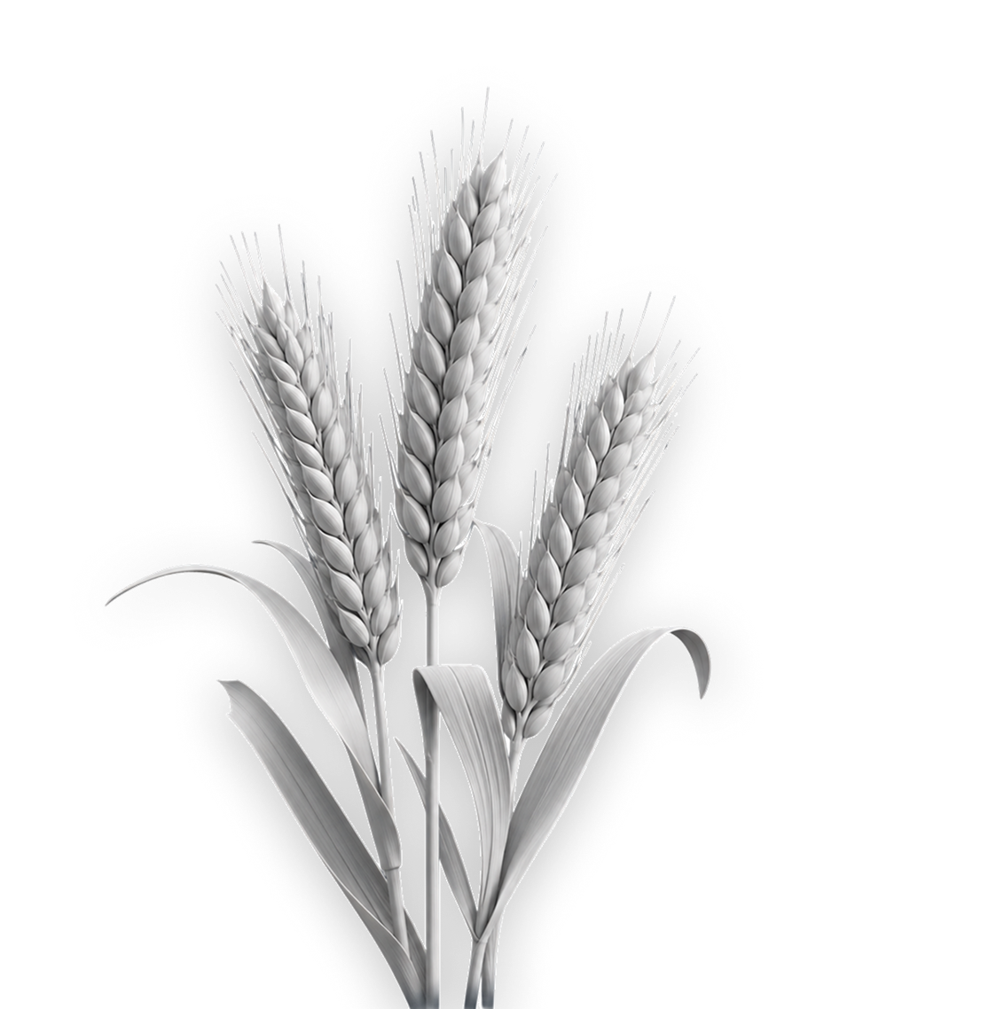 Grain & oilseeds