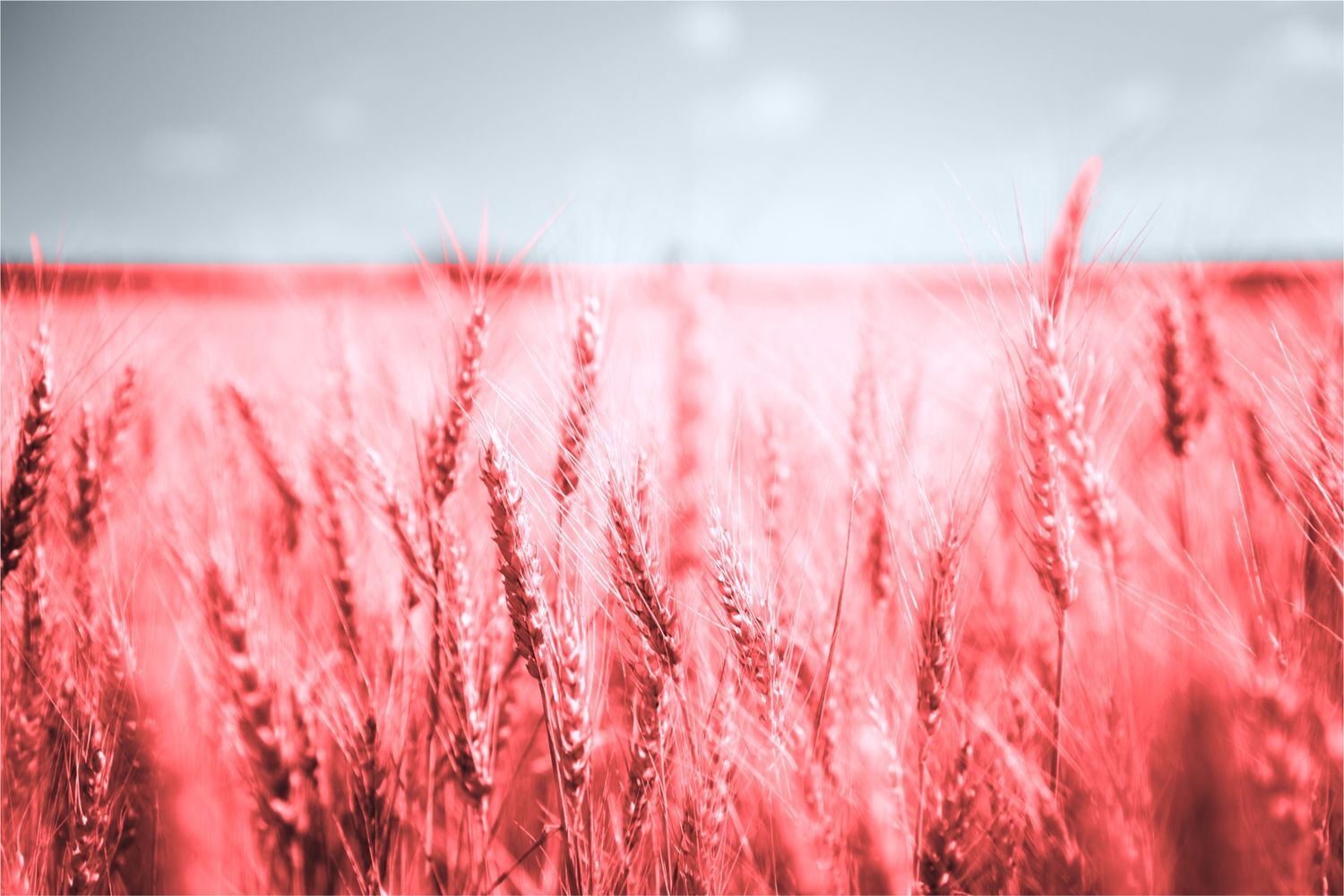 Global grain market outlook: Hormuz, the Sea of Azov and China's soybean commitment