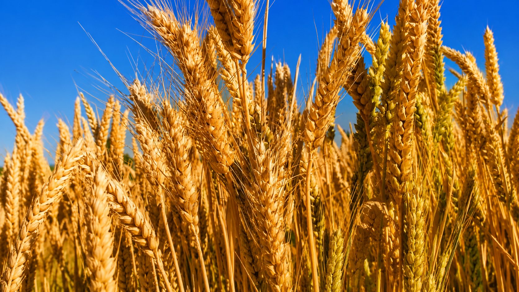 A wheat supply crunch is a warning of things to come