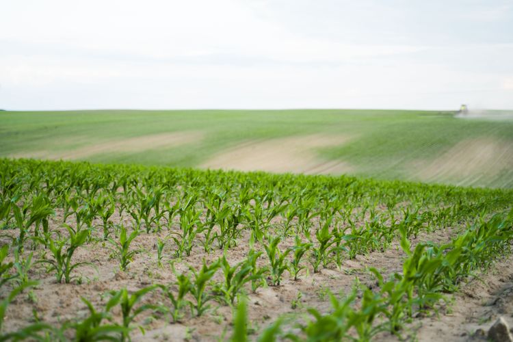Corn moves closer to fundamentals as funds depart