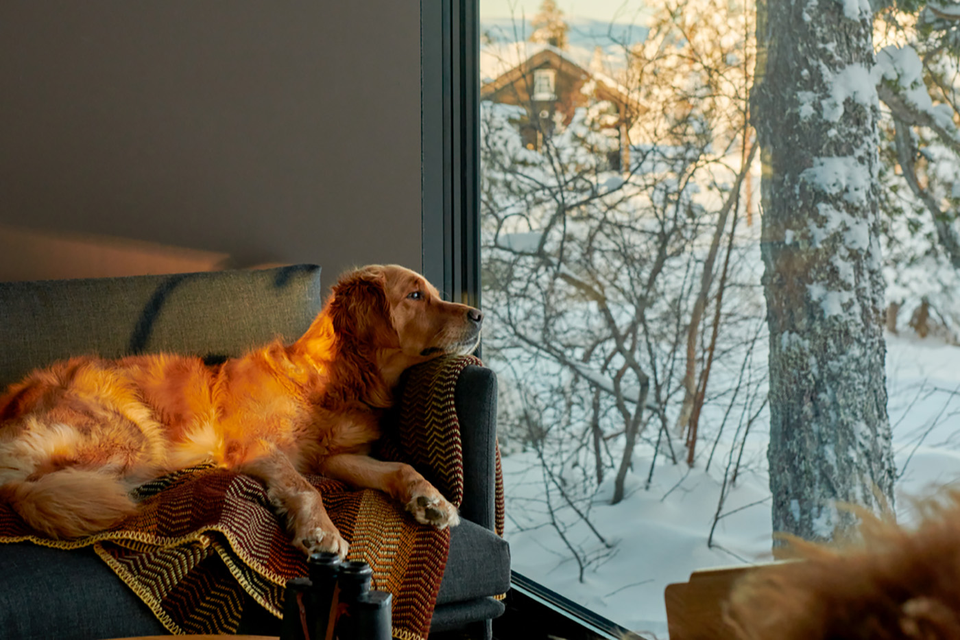 Hund titter ut av vindu i en Omgi