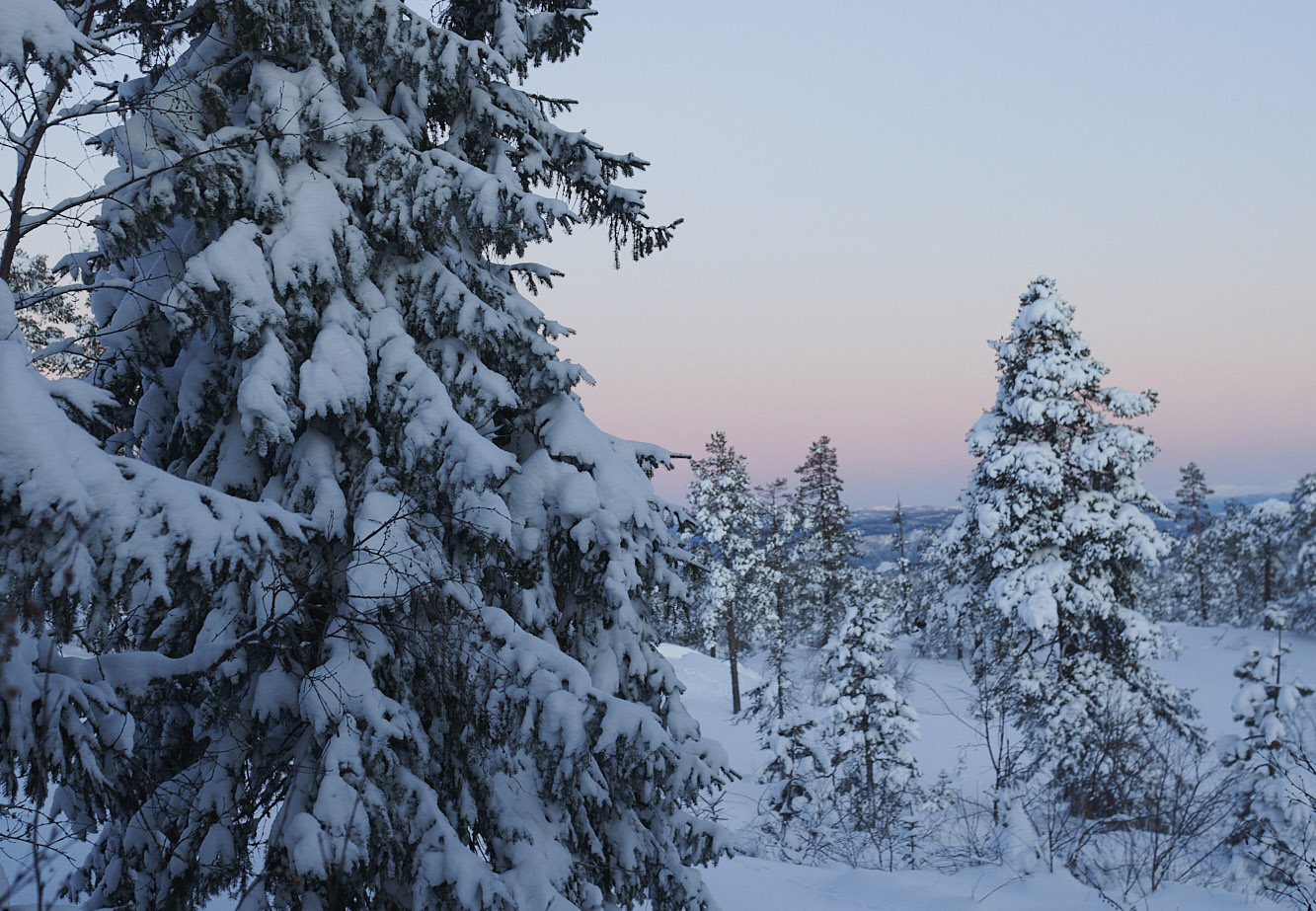 Snødekte grantrær i et hvitt skogslandskap