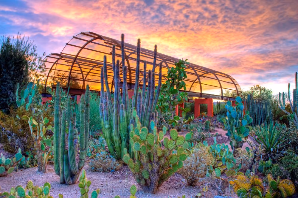 Desert Botanical Garden in Phoenix: Desert Discovery Trail at Desert Botanical Garden