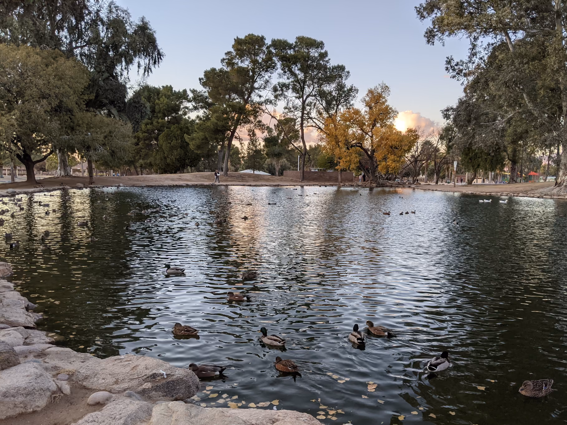 Reid Park in Tucson: Duck Pond at Reid Park