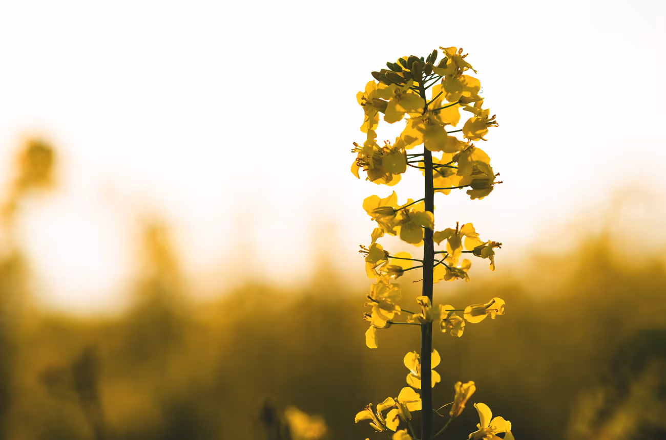 fleur colza production huile vegetale biofioul