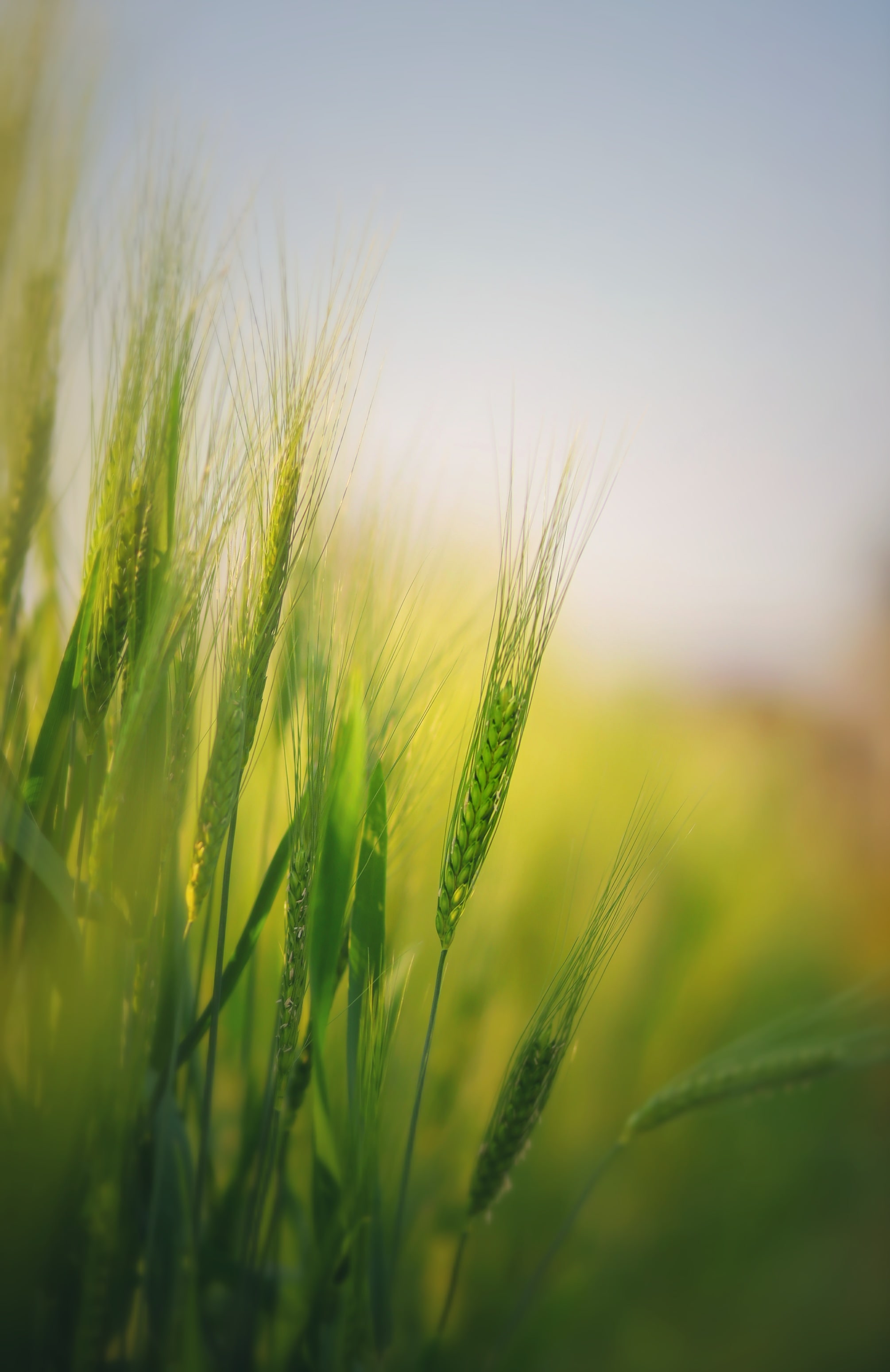 Wheat Fields