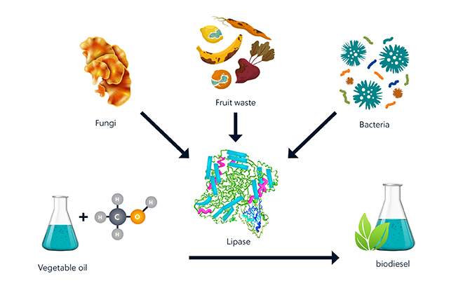 Biodiesel production via enzymic transesterification