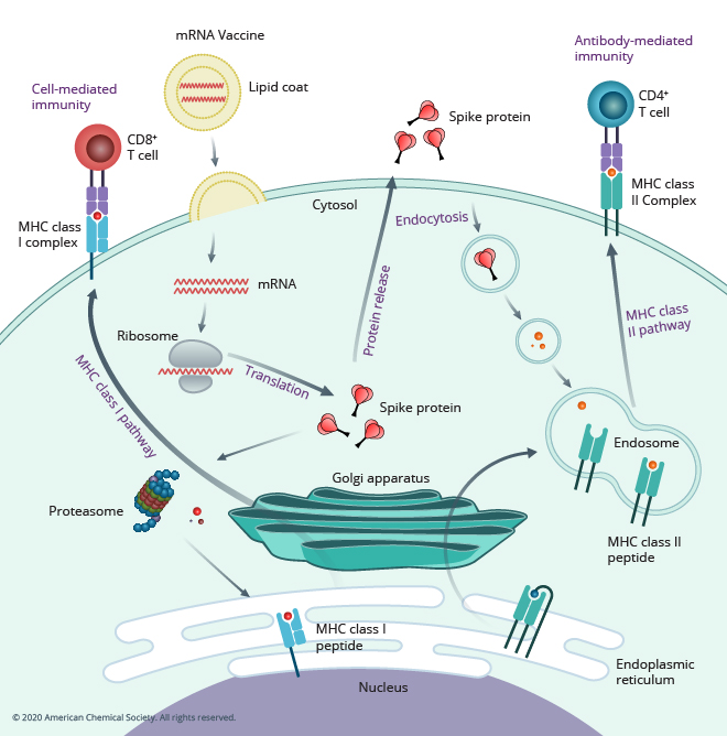 mRNA vaccine 