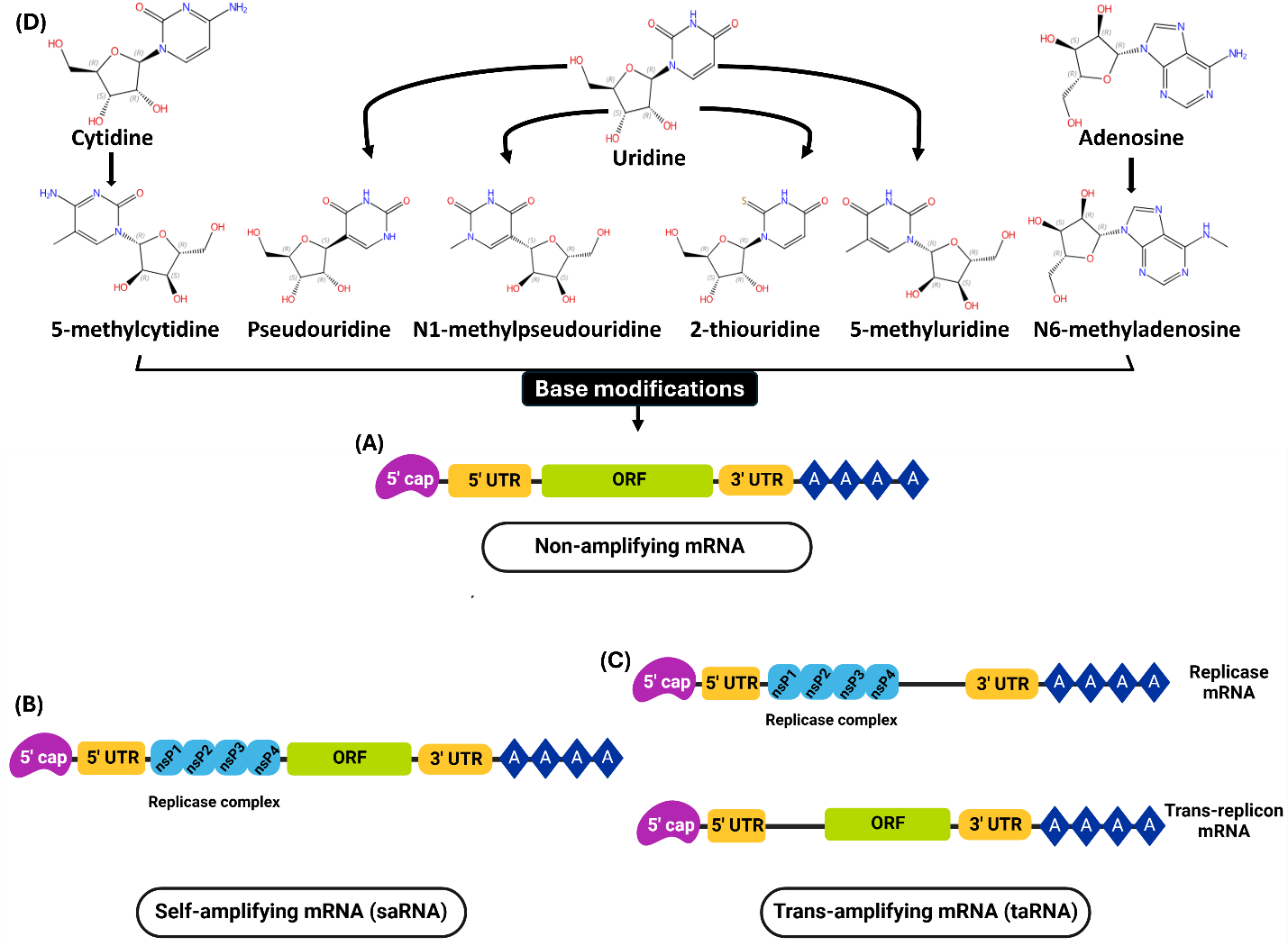Diagram of mRNA base modifications and the non-amplifying, self-amplifying and trans-amplifying designs.