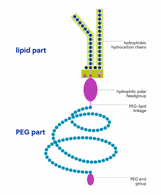 PEG脂質構造を示す図：疎水性鎖を持つ脂質部分と、親水性ヘッドグループで接続されたPEG部分をラベル付けしている