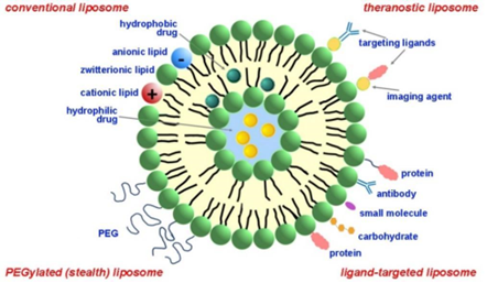 Schematic of four different pharmaceutical liposomes: conventional, theranostic, PEGylated, and ligand-targeted.