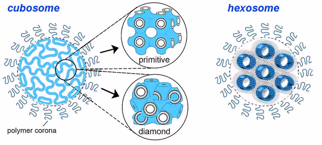 Schematic of cubosome nanoparticles (left) with lipid in a bicontinuous bilayer cubic phase (primitive or diamond type) and hexosome nanoparticles (right) with lipid in an inverse hexagonal phase.