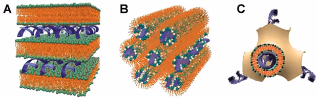 Schematic of lipoplexes showing (A) lamellar on the left, (B) hexagonal in the center, and (C) cubic on the right