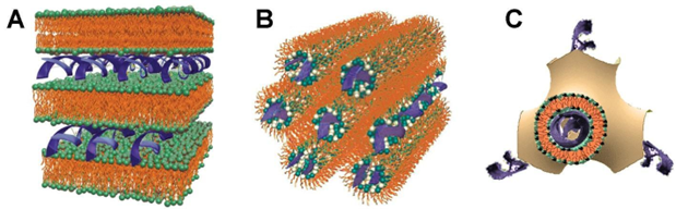 Schematic of lipoplexes showing (A) lamellar on the left, (B) hexagonal in the center, and (C) cubic on the right
