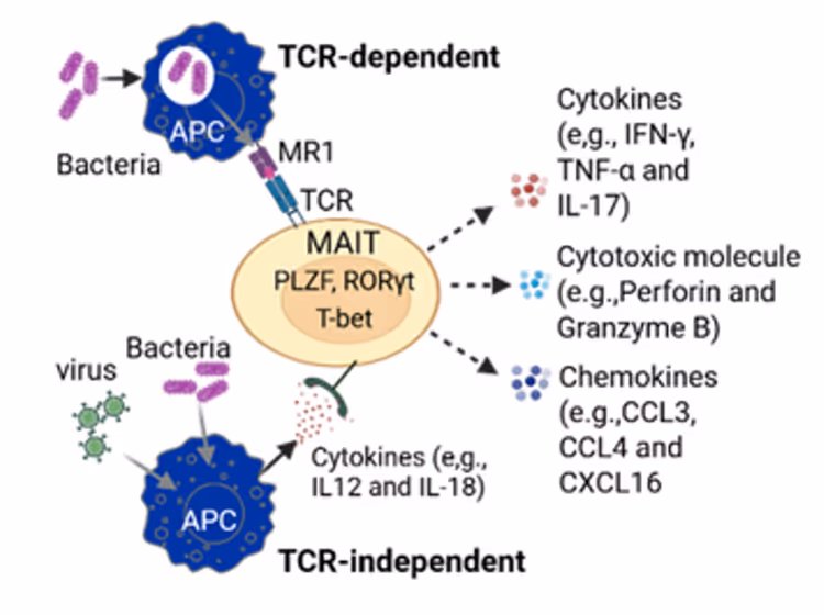 TCR-dependent activation via MR1 on an MR1-expressing cell (includes antigen-presenting cells (APC), endothelial cells, tumor cells, etc.)