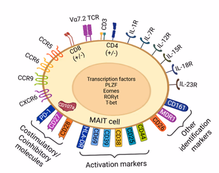 A representation of known biologically significant markers found on MAIT cells.