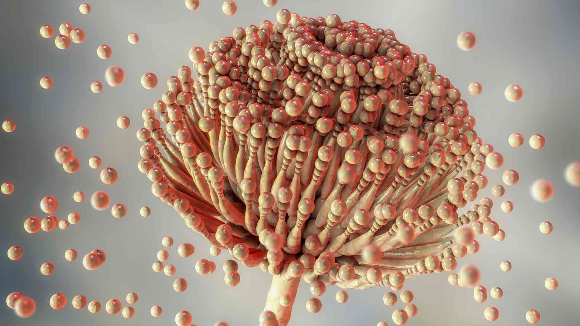 Aspergillus fungus, computer illustration. This is a toxic fungus that causes diseases in humans. 