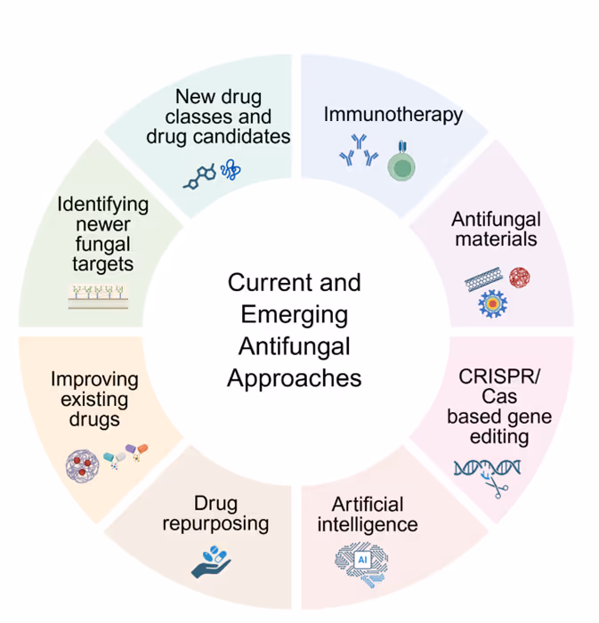 Figure 9: Schematic summarizing current approaches in developing new antifungal treatment options. Schematic created using Biorender.com. 