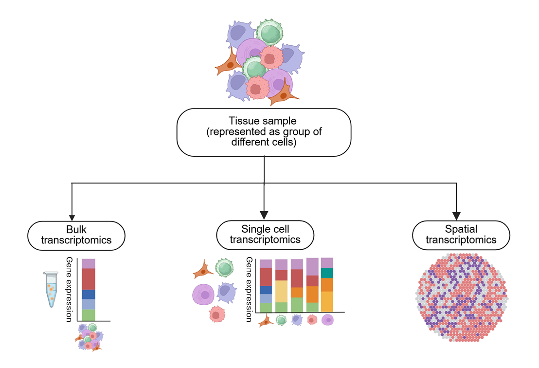 Figure 2: Comparison between bulk, single cell, and spatial transcriptomics approaches. Schematic created using Biorender.com