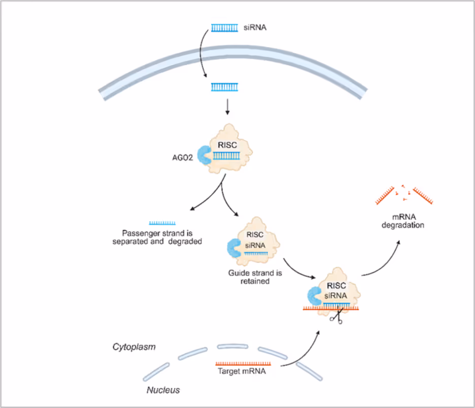 Mechanism of gene silencing through siRNA. AGO2: Argonaute 2; RISC: RNA-induced silencing complex. Schematic created using Biorender.com.