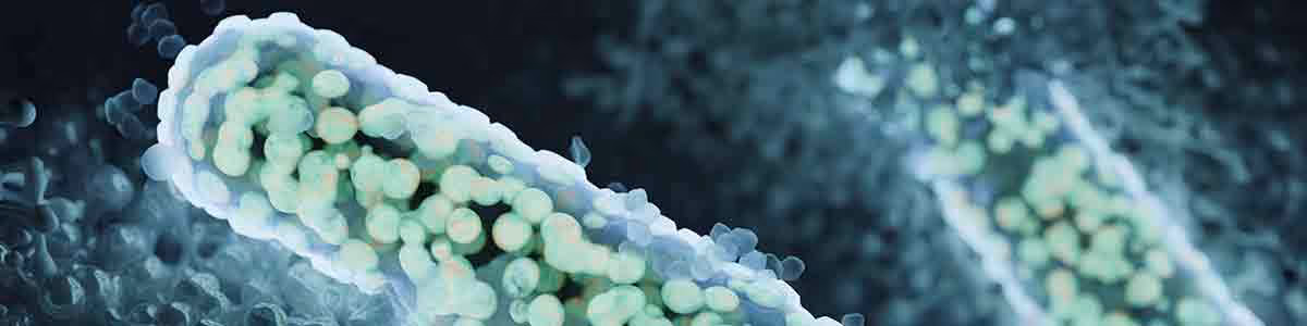 Microscopic view of rod-shaped bacteria or microorganisms in pale green and white colors against a dark blue-green background, showing detailed cellular structures and surfaces.